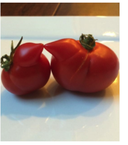 tomato